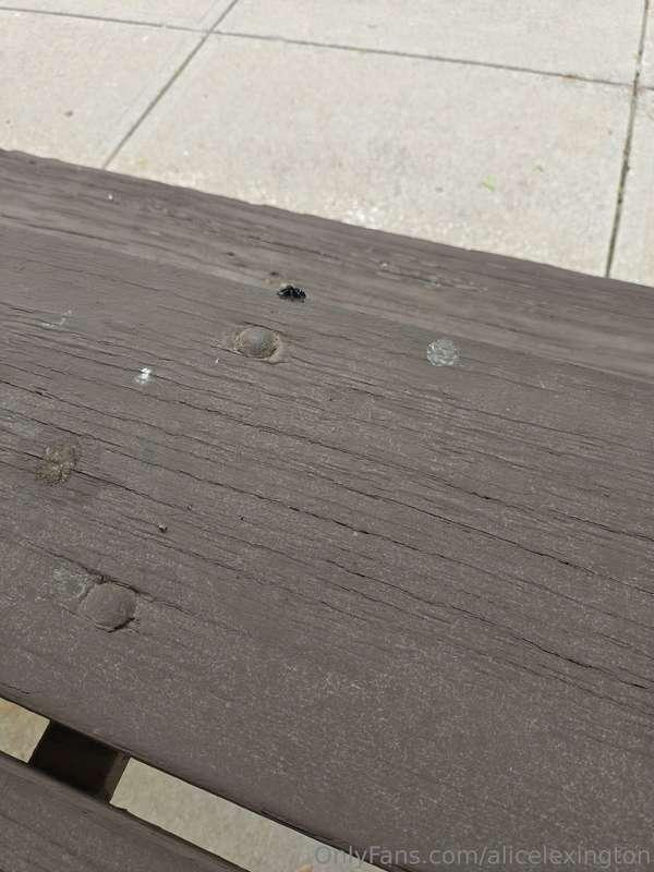 I just wanna post this spider I seen outside some weeks ago...