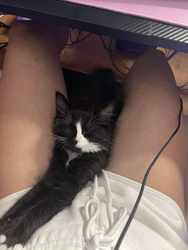 Rey rey during stream 