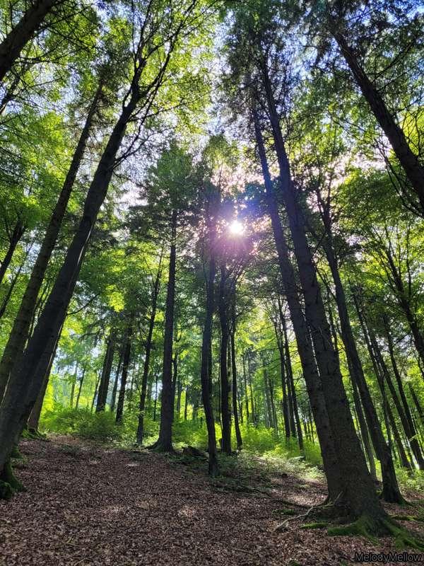 I was able to spend some time in nature the past week which ..