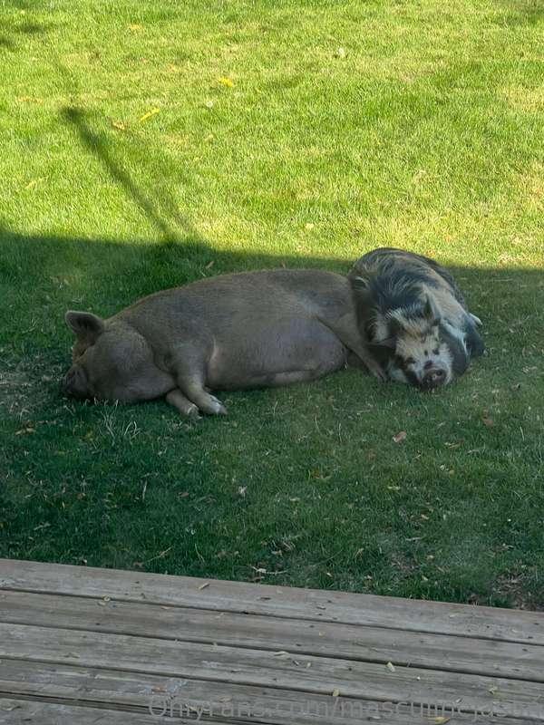 The monsters say that pigs are for lovin, not the oven!