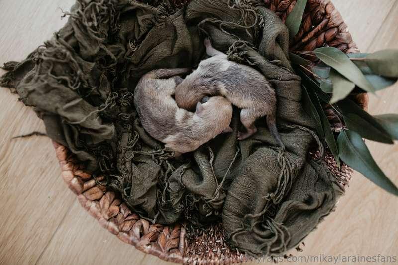 New born Jackal photos 🥹
