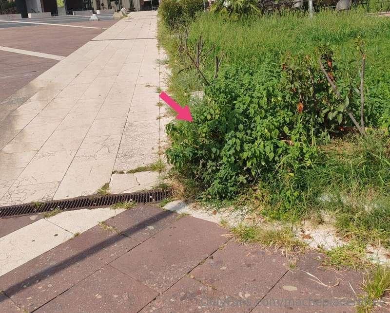 machepiacerefree image #0