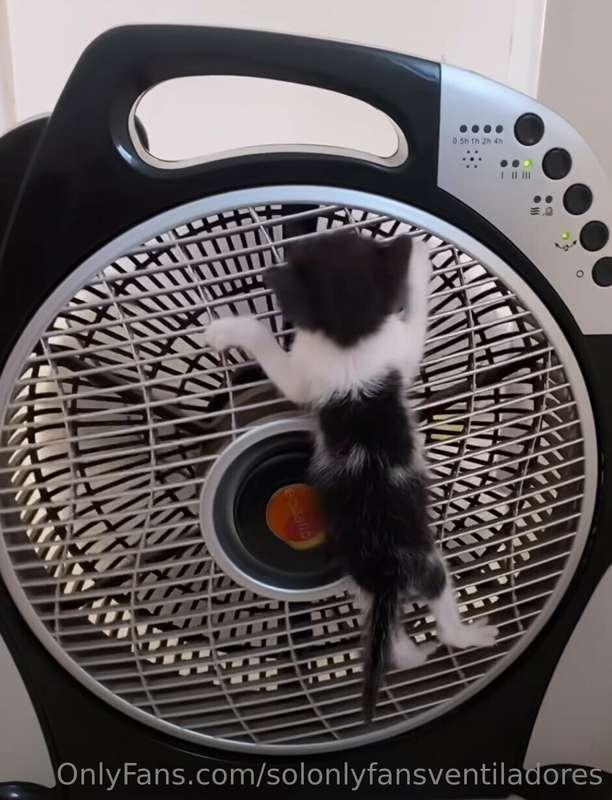 spider-cat 🕷️🐈‍⬛