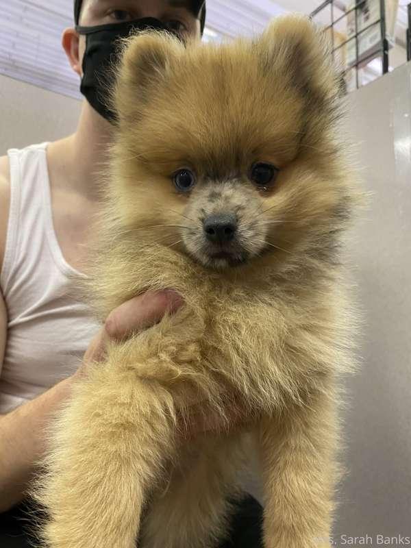 Just got ANOTHER puppy. This is ‘Thor’ (because his eyes are..