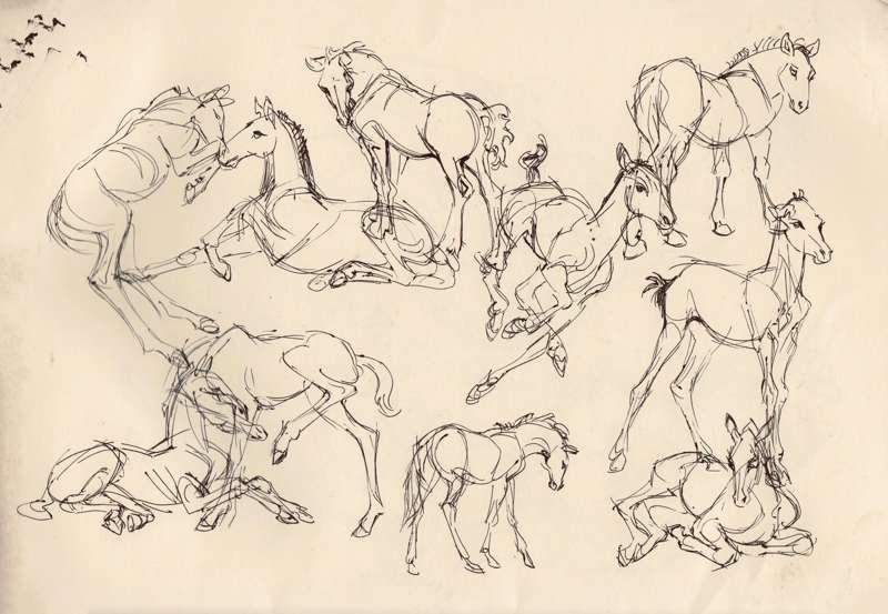 Foals sketches