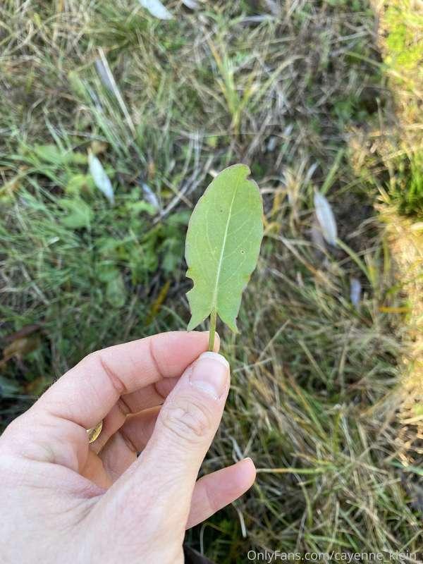 cayenne_klein_ image #19