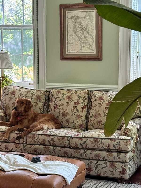 My dog’s favorite spot 😂