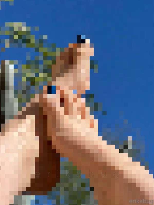 erikabug main image