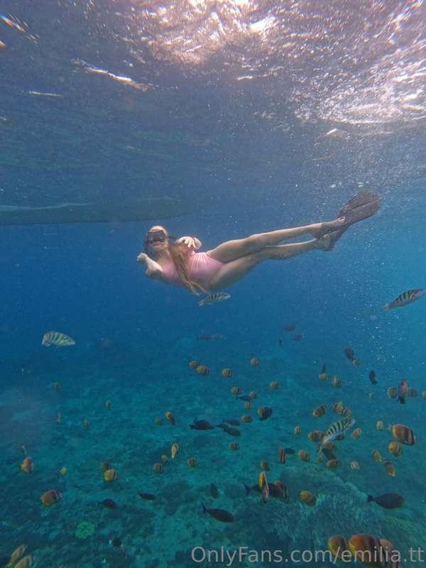 Swimming surrounded by colorful corals and a variety of sea ..