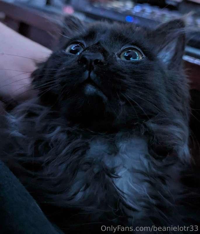 The scrungle 🖤