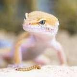 EcoGecko