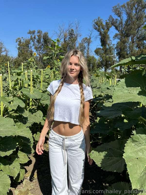 bunch of sunflowers 