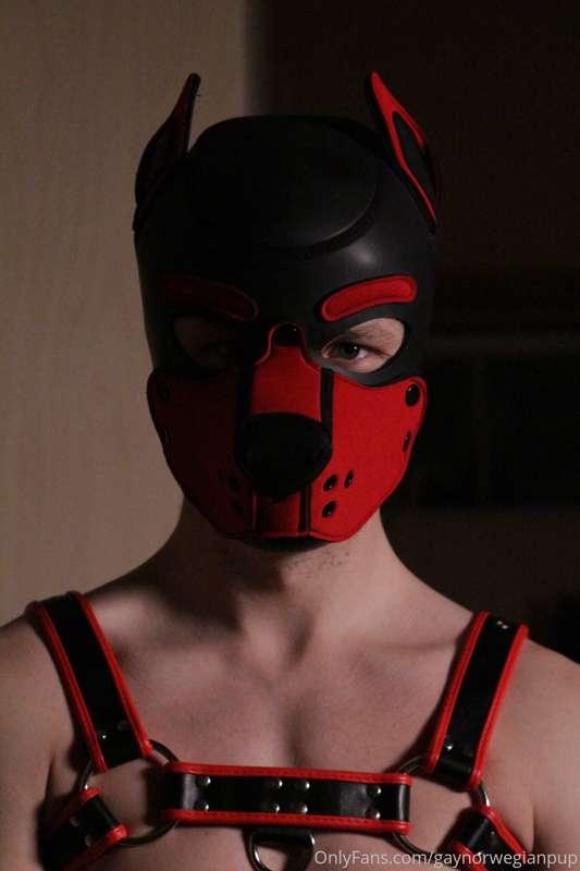 gaynorwegianpup image #1