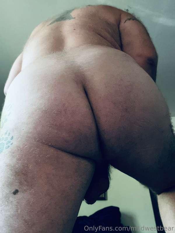 m1dwestbear image #11