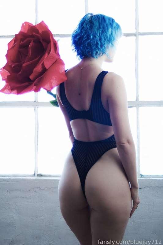 bluejay712 image #4