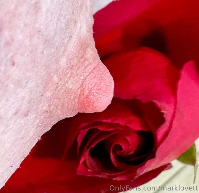 Both can be soft and prickly.  Happy Valentine's Day.