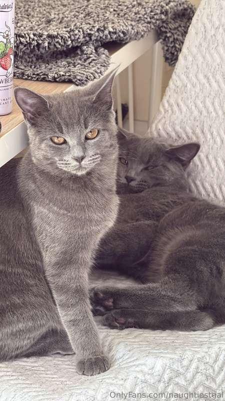 What’s occurring bbs? #lazy #britishshorthair #cats #naughti..