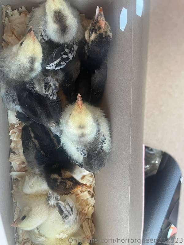 My life has been so busy. Building a homestead 😅 if u wanna ..