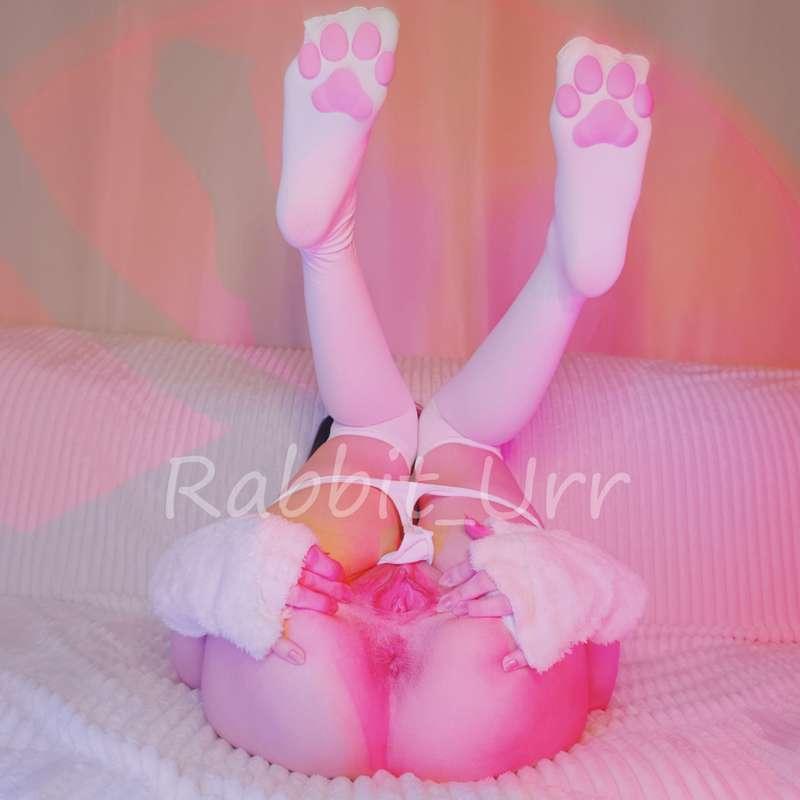 rabbit_urr image #13