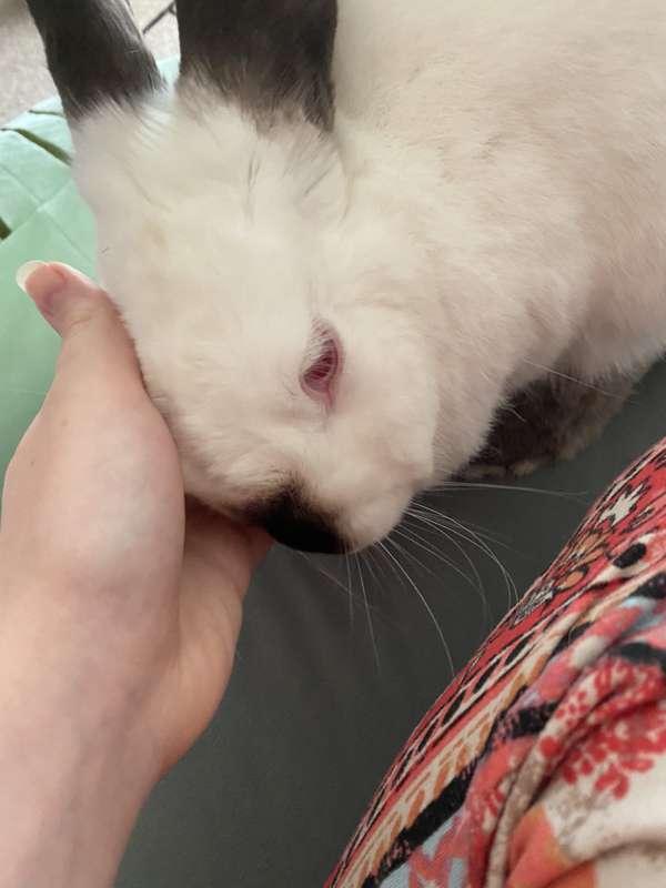 Lingonberry 🥰❤️