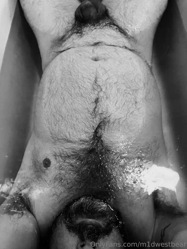m1dwestbear image #10