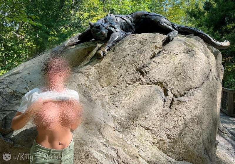Kitty cougar’s search for wild animals at the zoo. (=^•^=) 
..