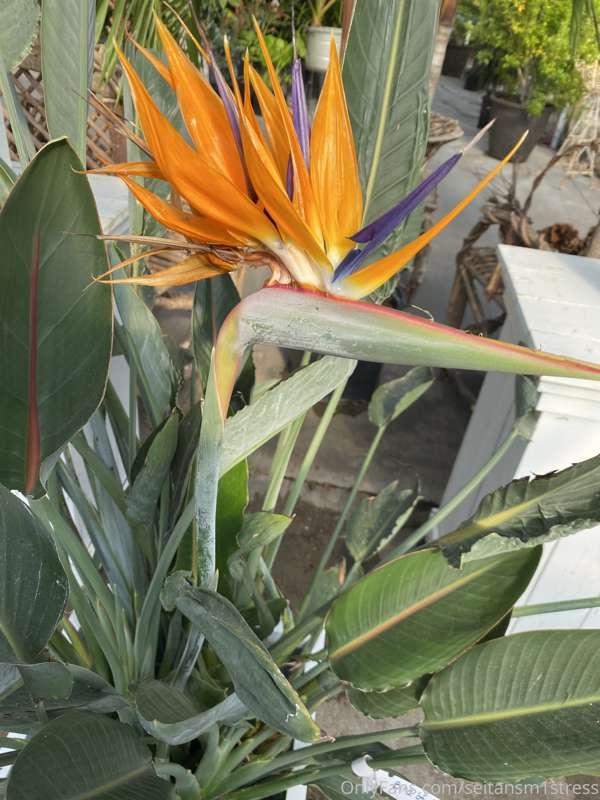 seitansm1stress image #2