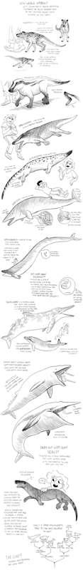 Evolution Of Whales