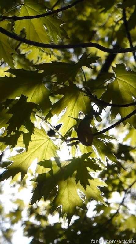 araviss image #1