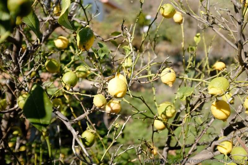 Imada village gardens with citruses.