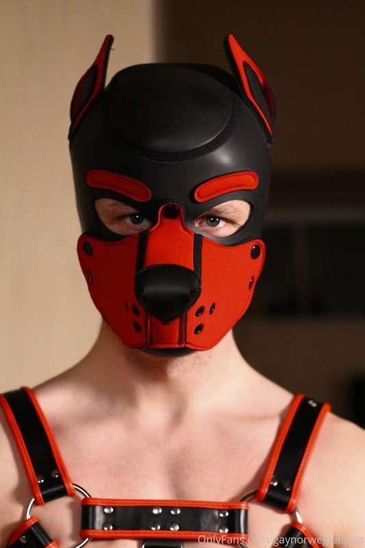 gaynorwegianpup image #0