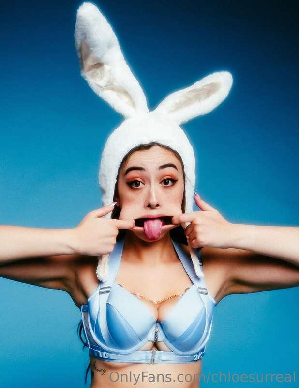 funny bunny