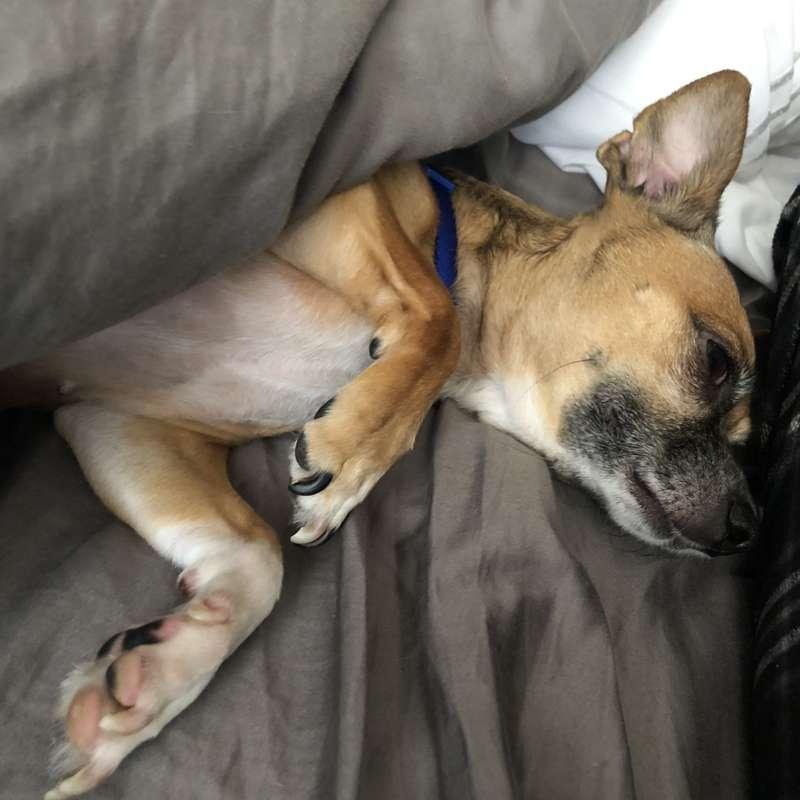 More Sleeping Maggie’s