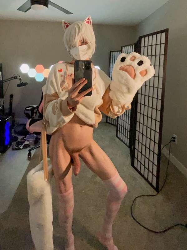 catboiaoi image #5