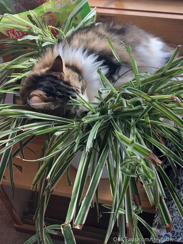 A potted plant is just a fancy kitty bed.