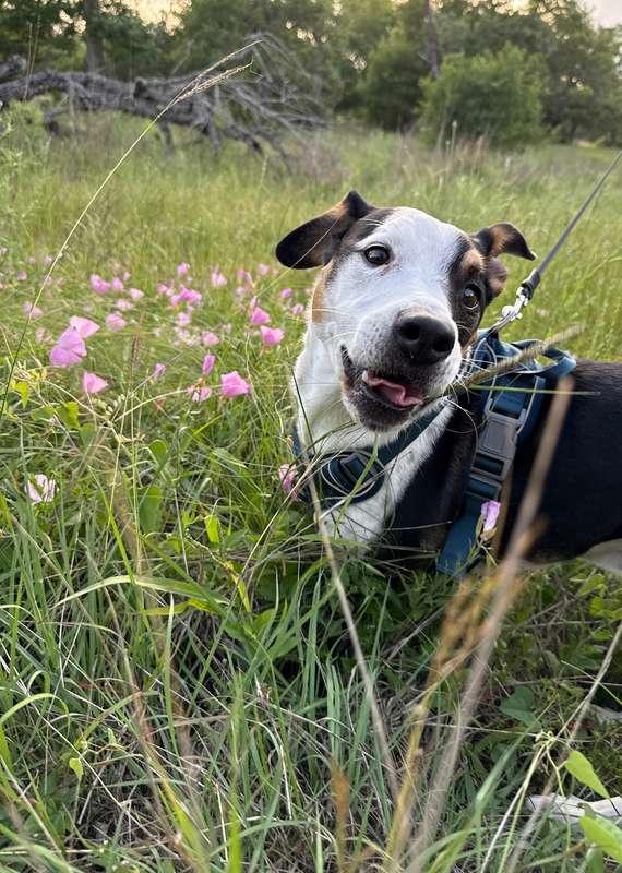Pet Photos