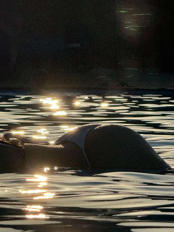 Immersed in tenderness: when the sunset dances on the water,..