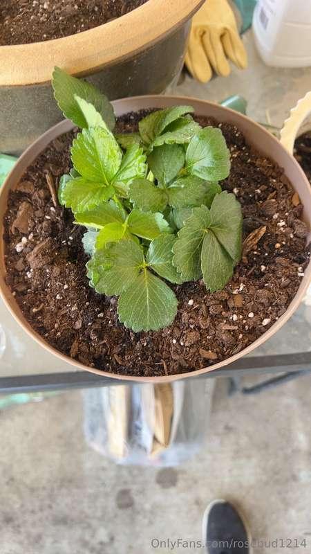 rosebud1214 image #0