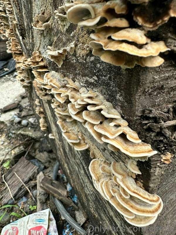 Found some mushrooms 🍄 along the trail.