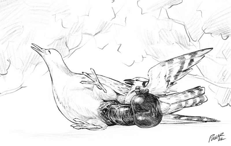 Dove and Bluejay