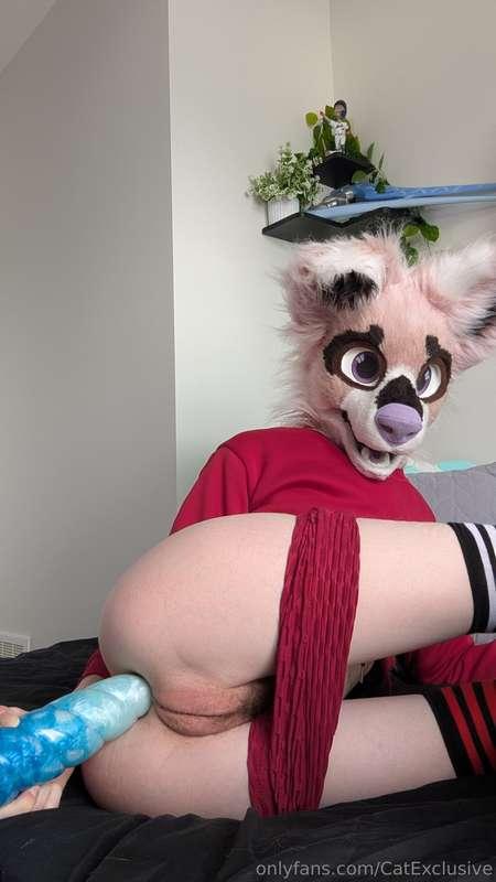 catexclusive image #0