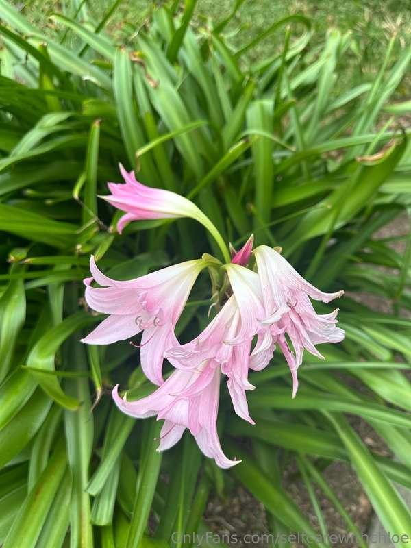 I 🩷 Spring 🥰🥰 Don’t forget to stop and smell the flowers!! 🌸