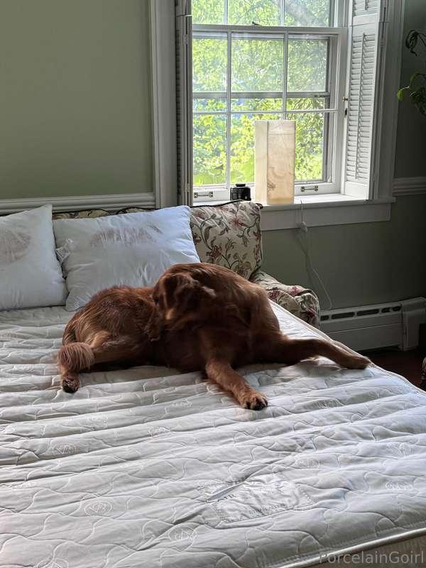 Excuse me, that's my bed