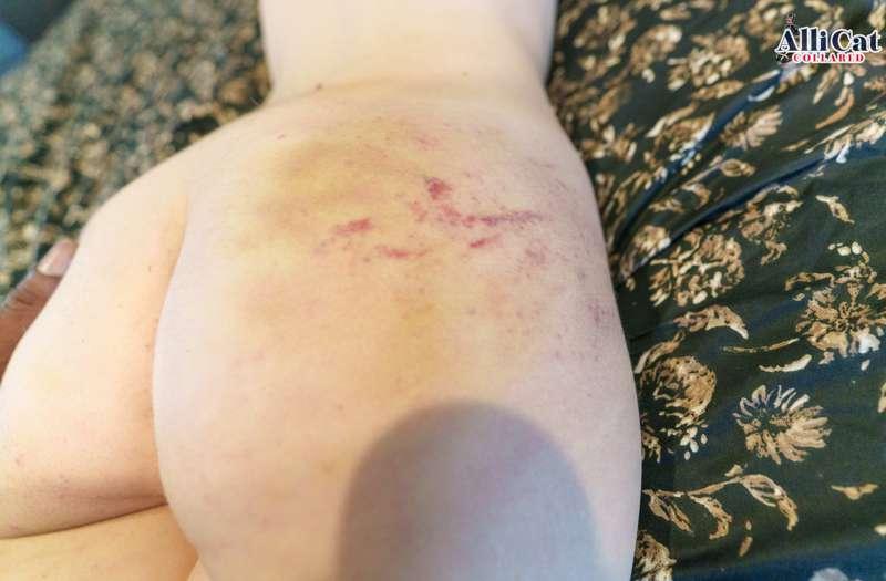 allicatcollared image #0