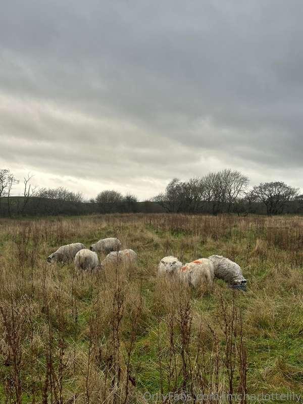 imcharlottelily main image