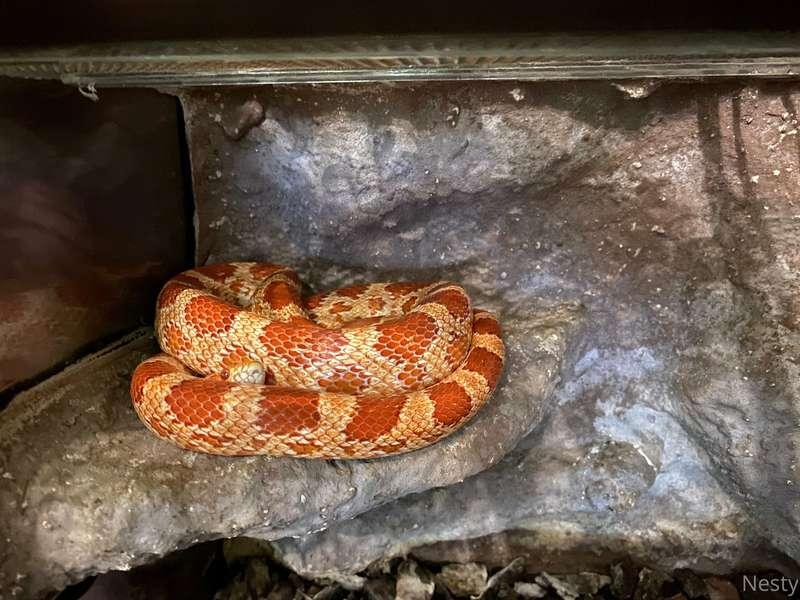 Here is my cutie🐍❤️