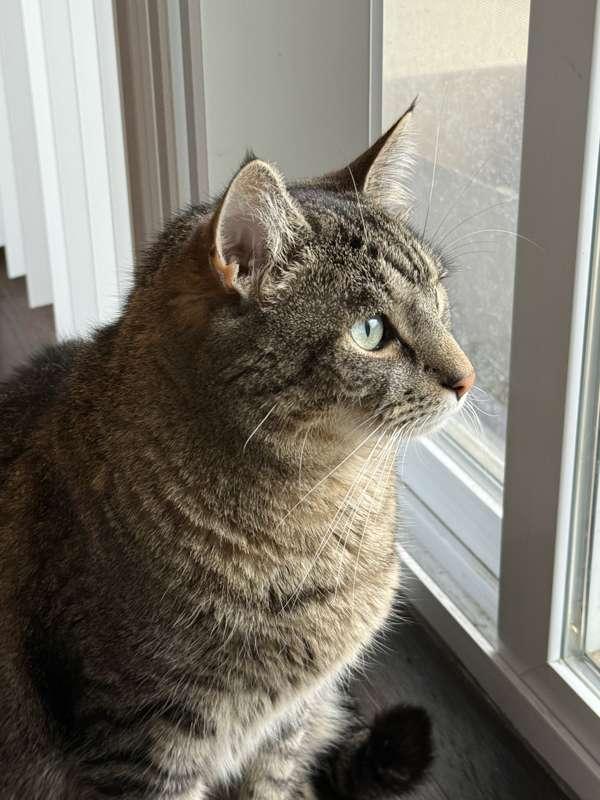 kitty 🐱 