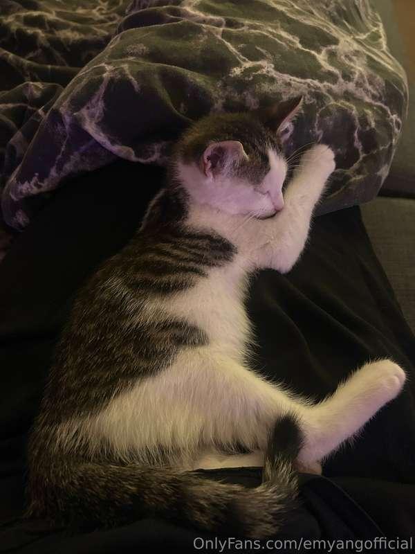 So this little feral cutie has just chewed through my fibre ..