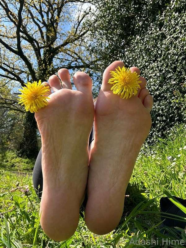 Dandelion toes 🌼👣