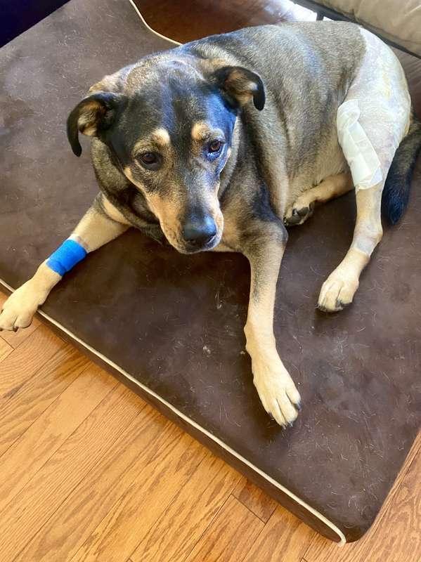 Y’all helped fix our pup! 